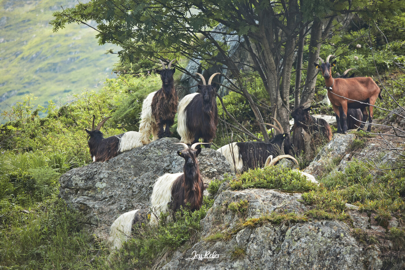 Hoch in den Bergen: Diese Wanderziegen fühlen sich auch auf und zwischen den Felsen wohl. 