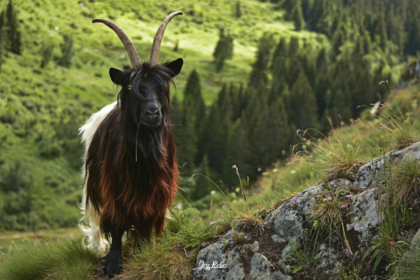 Einzelbild: Die Wanderziege mit dem Grashalm im Maul posiert für die Kamera. 