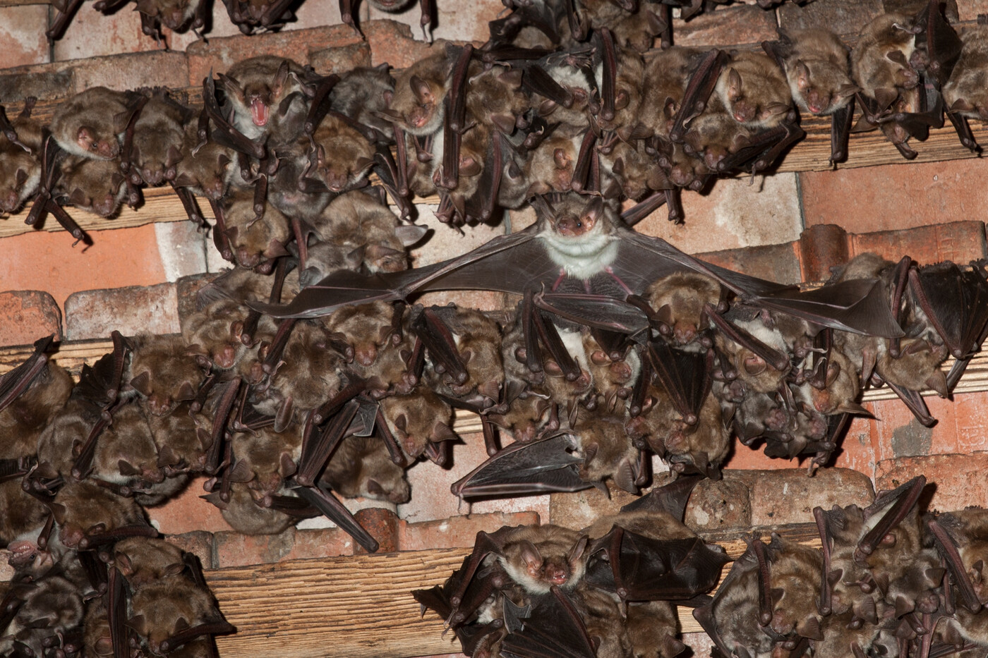 Rund 1000 Fledermäuse wohnen hier: Die Kolonie des Grossen Mausohrs könnt ihr am 14. Juni bei der Laaxer Kirche hautnah beobachten.