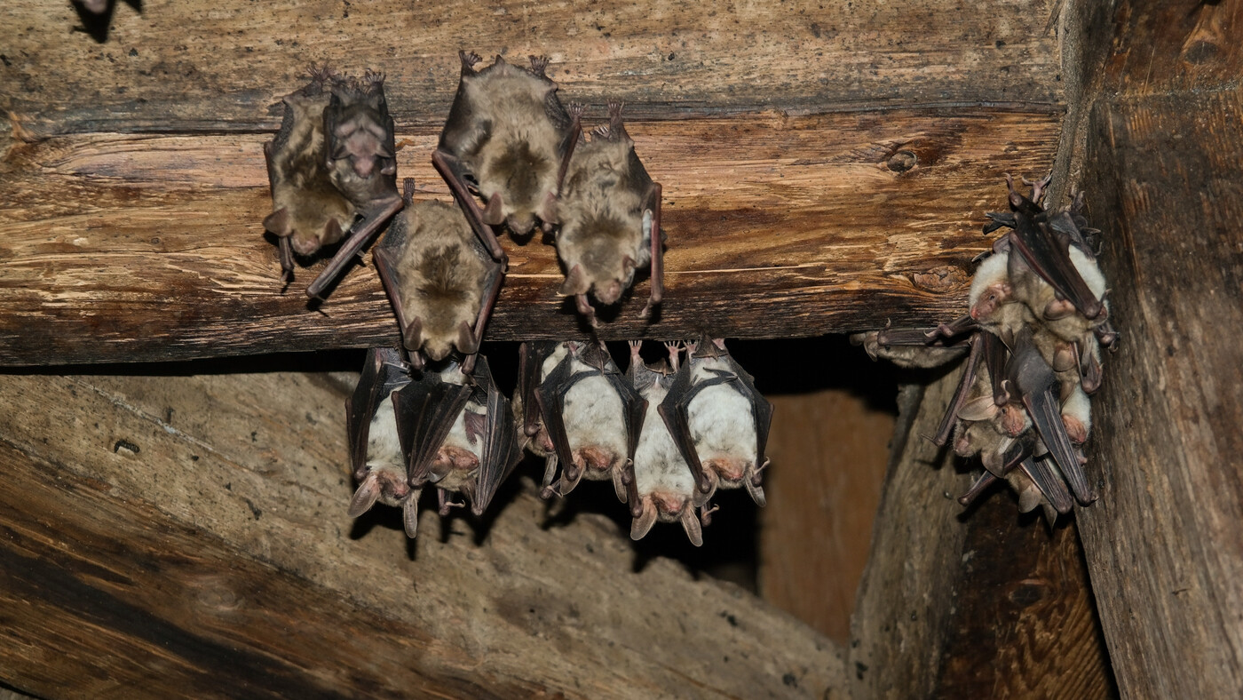 Sie hängen nicht nur rum: Die Fledermäuse erwachen dann, wenn die meisten Menschen schlafen.