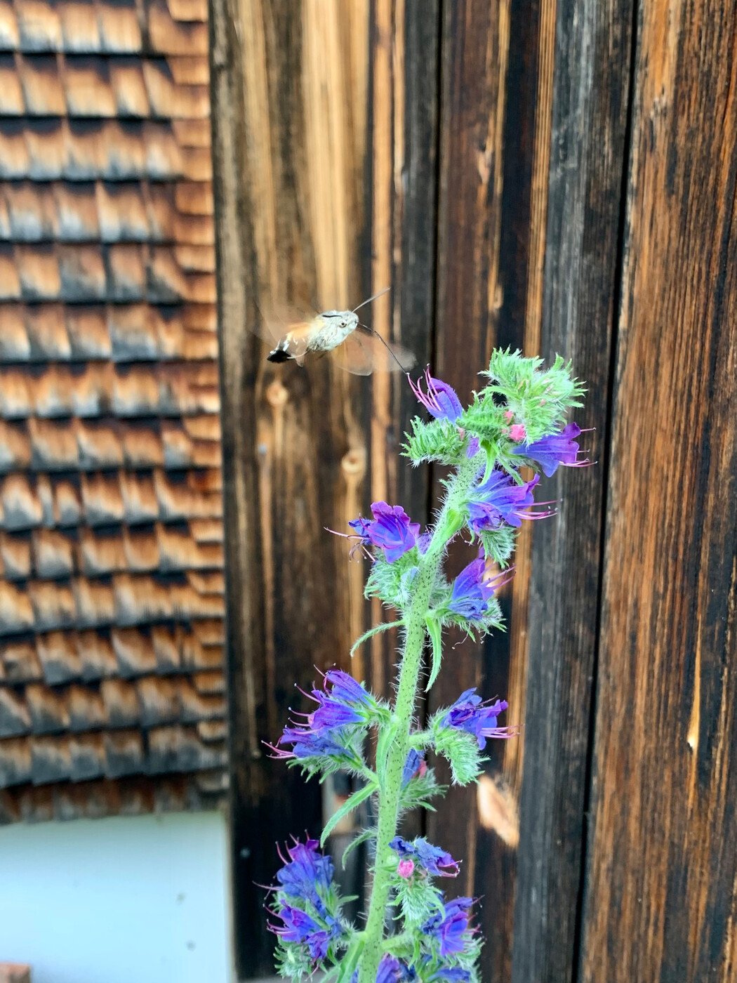 Natternkopf: An den farbenprächtigen Blumen erfreuen sich nicht nur die Menschen, sondern auch die Wildbienen. 