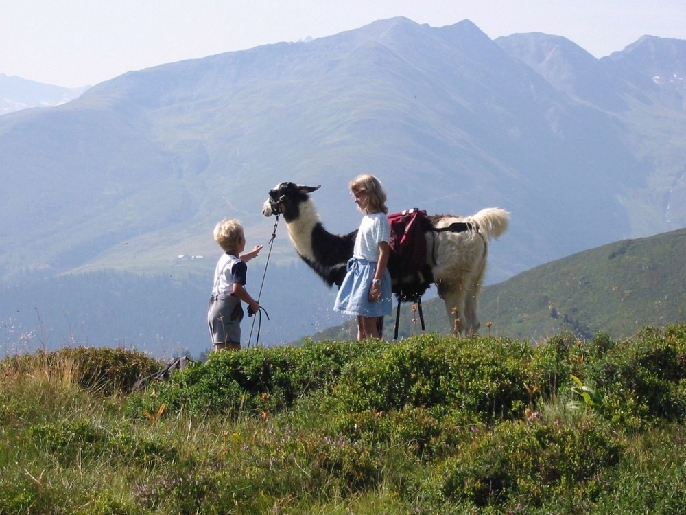 Tierische Begegnung: Bei dieser Wanderung werden die Teilnehmenden von Lamas begleitet.