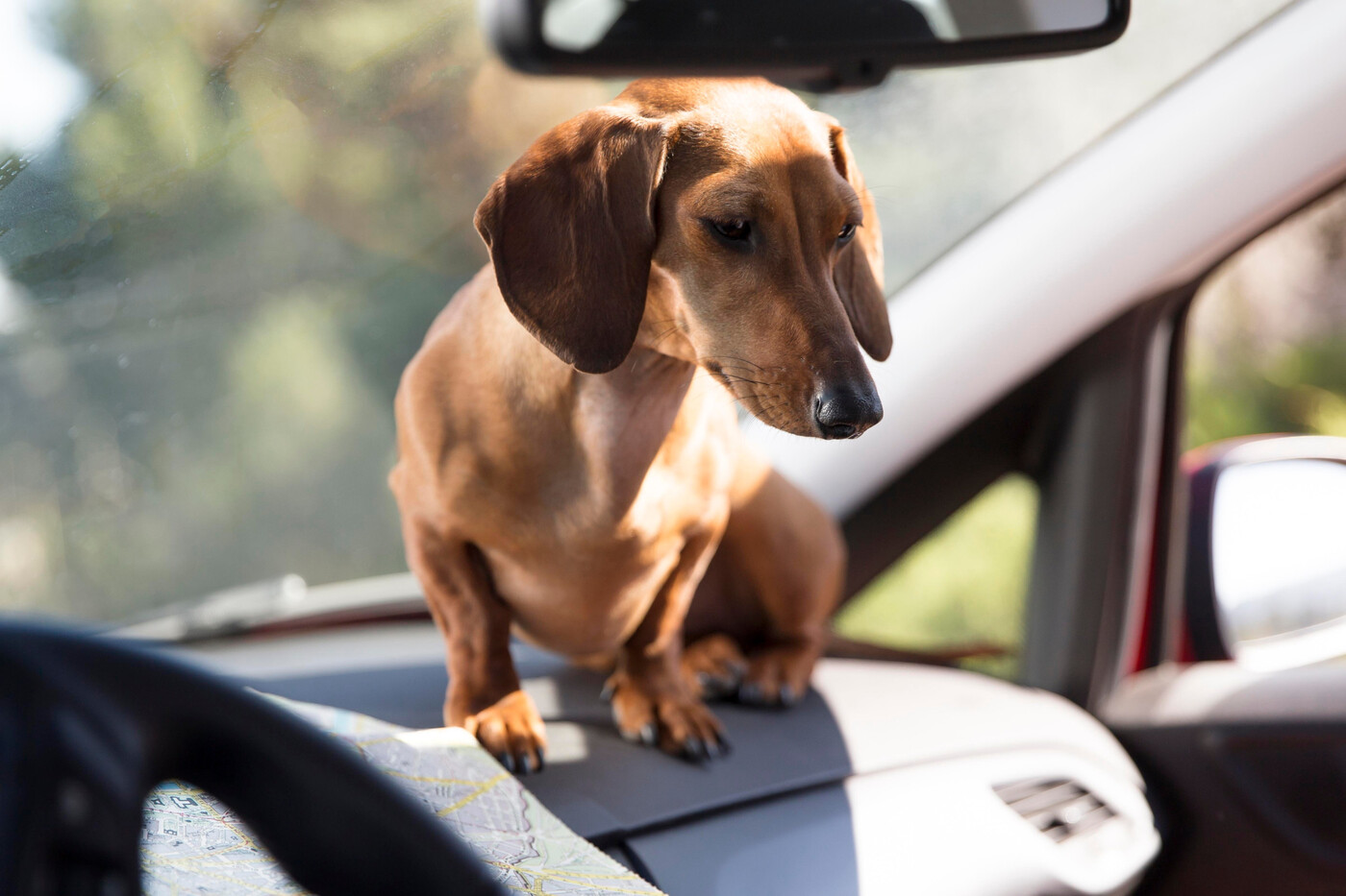 Vorsicht Autofalle: Wie zu Hause sollte auch in den Ferien der Hund nicht im heissen Auto warten müssen.
